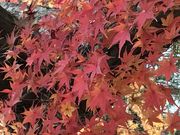 Shota̖Lcs|ق̓eʐ^1