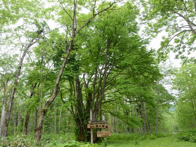 �X�̐_�l_�H�߂̑�