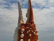 ɂǂ񂳂̓̉w@Iz[cNʂ̓eʐ^1