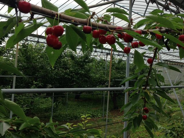 �������ڎ��_���������̏h�ό��ʎ���