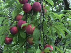 ӂĂ񂳂̒r̒[_ւ̓eʐ^1