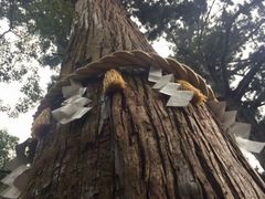 poporon̗R_Ђւ̓eʐ^1