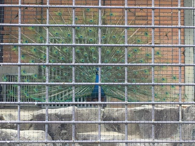 �H�����L�����E��_�ƃP�r����������