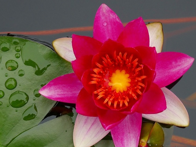 ���ꌧ�E�����A�������݂��̐X_���Îs�������A�������݂��̐X