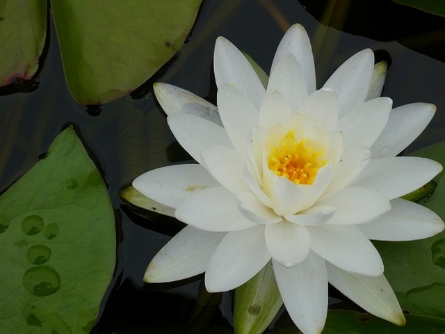 ���ꌧ�E�����A�������݂��̐X_���Îs�������A�������݂��̐X