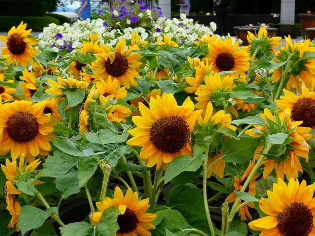 ���ꌧ�E�����A�������݂��̐X_���Îs�������A�������݂��̐X