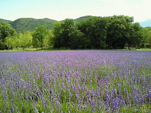 ���x���_�[��_�[�R���W�]��