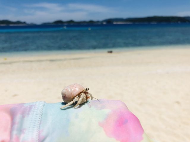 ピンクのヤドカリ発見_ニシバマビーチ
