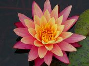 }bN̑ÎsA݂̐X̓eʐ^18