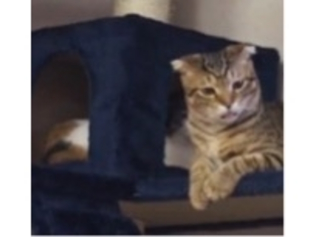 Ƃ낪DȔL񂽂_󑐂˂