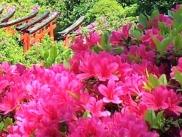 ���̃s���N�ƒ���_���Ð_��