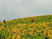 ������񂳂�̎ԎR�����̃j�b�R�E�L�X�Q�̓��e�ʐ^1