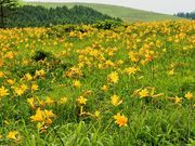 ������񂳂�̎ԎR�����̃j�b�R�E�L�X�Q�̓��e�ʐ^2