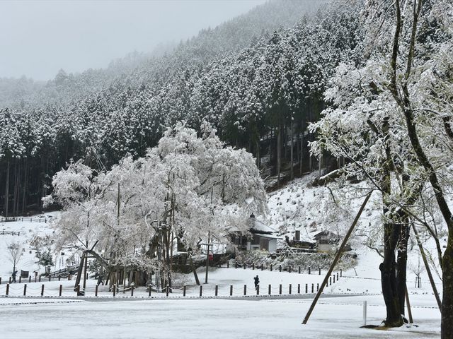 淡墨公園 （根尾谷淡墨桜）】アクセス・営業時間・料金情報