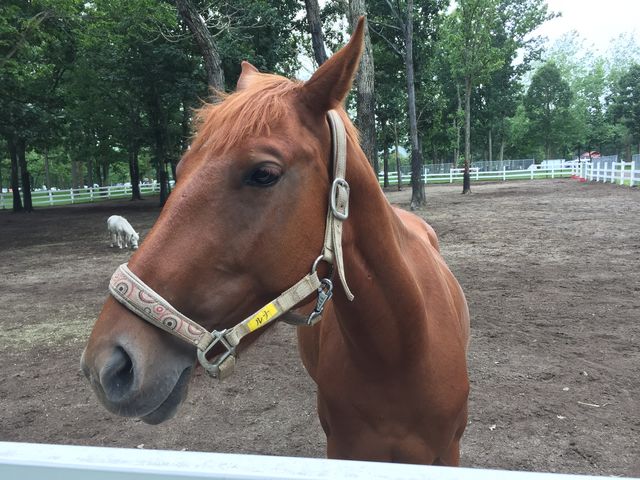 �c�Ƃ��Ă��ꂽ�q�B�G���ăR�~�j���P�[�V�����B�V��ł���܂����B_�m�[�U���z�[�X�p�[�N