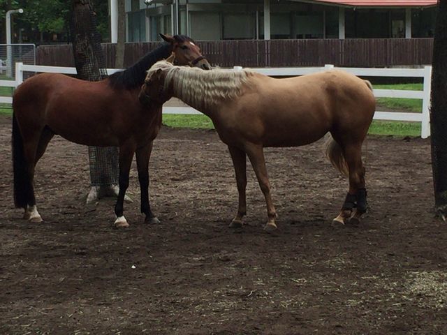 �f�B�[�v�C���p�N�g���ԑ�B�X���P���܂ł̂悤�ł��B_�m�[�U���z�[�X�p�[�N