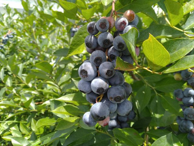 ��������_�O�g�R�@�`�c�_�Y