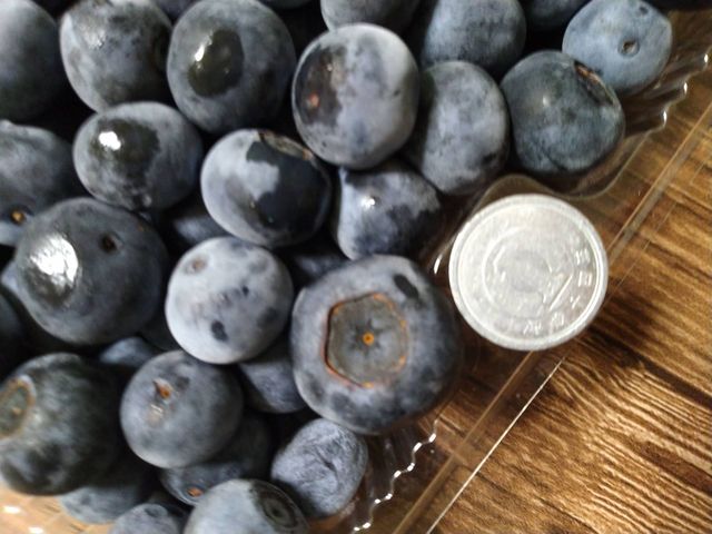 �����f�J�C�I_�O�g�R�@�`�c�_�Y