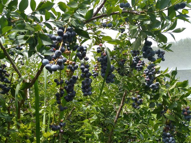 �Ԃǂ��̂悤�ɂȂ��Ă܂�_�O�g�R�@�`�c�_�Y