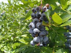 }C||̒OgR@`c_Yւ̓eʐ^1