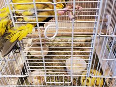 ̂ӂ낤JtF@RickyHcXւ̓eʐ^1