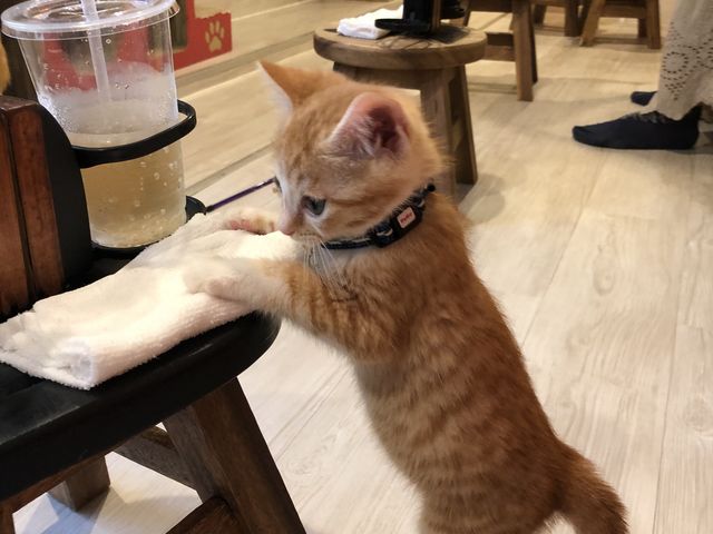 �h�����N���L�ɓ|����Ȃ��悤�C�z��B�q�L10�C�ȏア�܂���_�ی�L�J�t�F�@�Ђ��܂荆