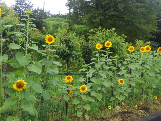 �Ђ܂�肪�Y��ł���_���̉w �ɐ��{�X�����