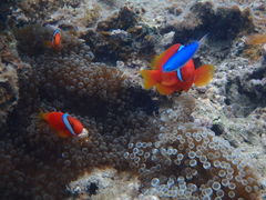 ₳Nature Guide Double Rainbow lC`[KCh@_uC{[ւ̓eʐ^1