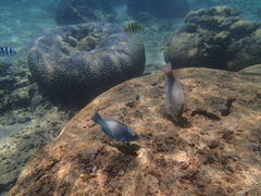 炳̐̓A@Dive@ւ̓eʐ^1