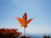 ӂ񂳂̂킩ݕ̍gt̓eʐ^1