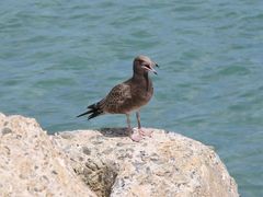 Ƃ񂳂K-SURFVbvւ̓eʐ^2