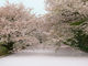 マヤバーさんの弘前公園の桜の投稿写真3
