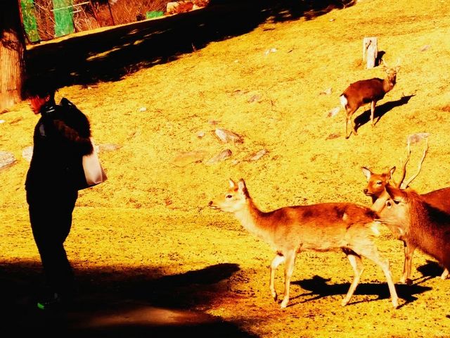 ���̃t�@�~���[�Ƃ����ČW�̐l�ɕ����Ɗy�����ł��C���D�����Ƃ��A���̎q�͋C�����r���Ƃ�
_���؎R