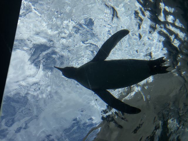 ���ԃy���M��_���R������