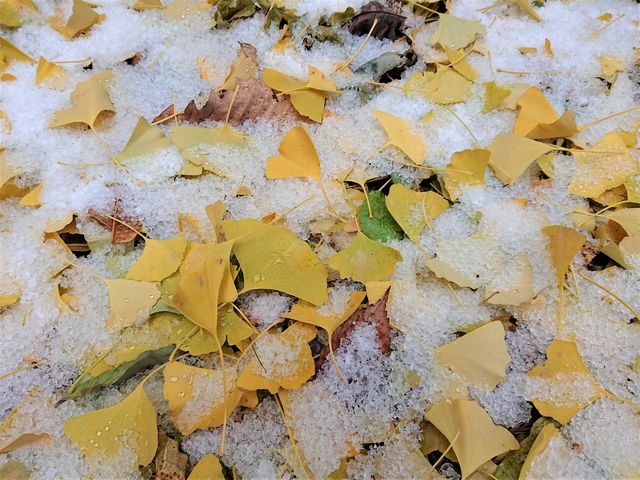 ���N11��30���@�����𓦂��܂���_�k���P��̑�C�`���E