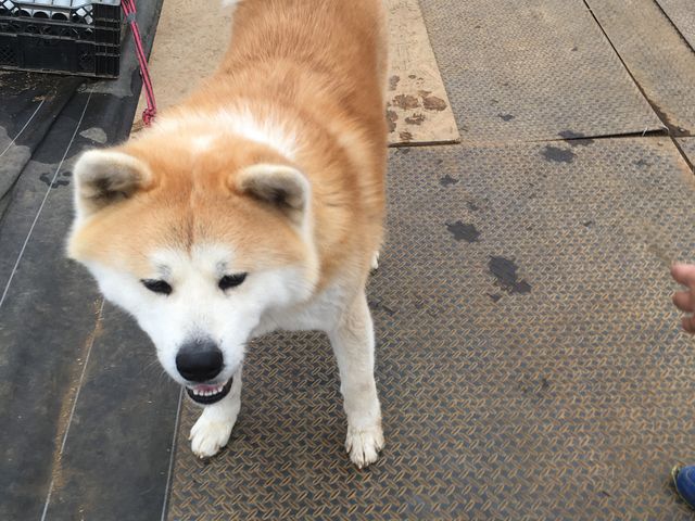 �����낤����_�X�g���x���[�����h�}��