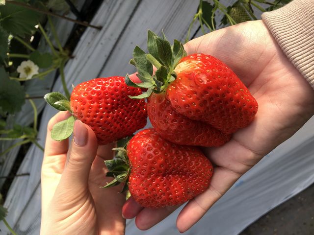 ���[��Ȃɑ傫�Ȃ���������R_�z���܂�_��