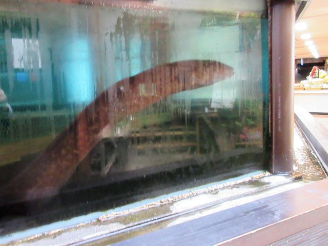 2019�N6���������B�e�j�u�r�c�΃p���_�C�X�v��E�i�M_�r�c�΃p���_�C�X