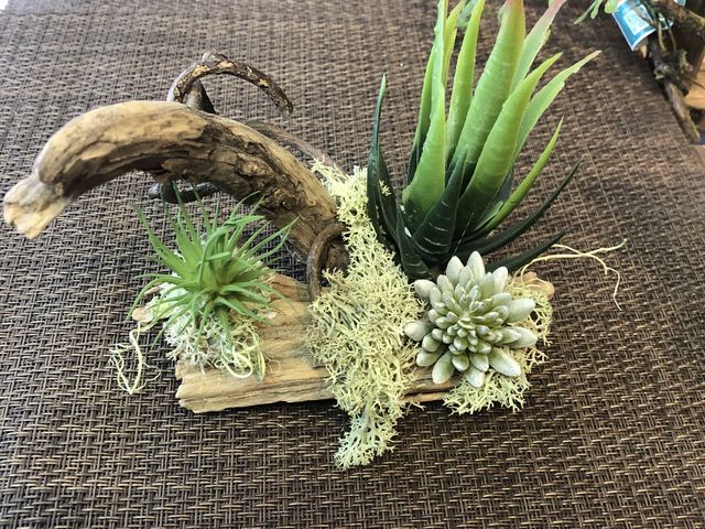 �Ƃ̂ǂ��ɏ��낤���Ȃ��H�ł��A�������Ԃ�ƌ��Ȃ̂ŁA�܂��܂ɓ����Ă��܂��B(��)_�N�v���A�Ԃ͔��΂�