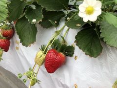 ���[������̓c��ڂ̒��̂��������ւ̓��e�ʐ^1