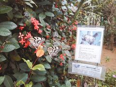 R~ꂳ̔dRόtF[ւ̓eʐ^4