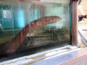 ������񂳂�̒r�c�΃p���_�C�X�̓��e�ʐ^3