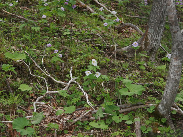 �����������ʂ��̂͏������_�x┌�