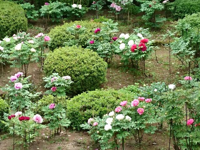 �傿��񂳂�̗������̃{�^���̓��e�ʐ^2