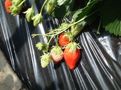 ���΂���̍]�Ԃ��������Z���^�[�ւ̓��e�ʐ^1