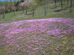 �̂�䂫����̎ł�����������ւ̓��e�ʐ^1