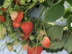 񂶂񂳂̓V̂ʐ^ ܂邩ւ̓eʐ^1