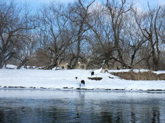 񂳂̃Jk[VbvqCւ̓eʐ^1