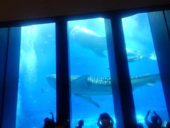 50̃Xm[{[h񂳂̂ւ̓eʐ^3