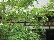 �傿��񂳂�̗������̃{�^���̓��e�ʐ^3